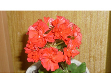 ���������� ������ �����