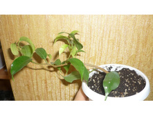 ����� ��������� Wiandi 