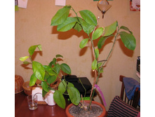 ����� ������ �� �������