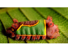 ������� �������� ���