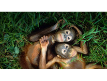 ������ ������������ � ����������� 