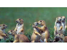 PrairieDogs_ROW544463573.jpg