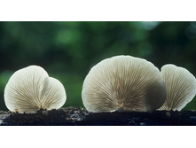FlatCrepeMushroom_ROW111645256.jpg