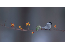 ����������� ������