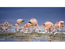 JamesFlamingos_ROW434228174.jpg