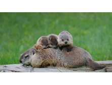 GroundhogBabies_ROW1387348879.jpg