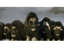 MuskOx_ROW2160210333.jpg