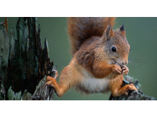 RedSquirrel_ROW211178754.jpg