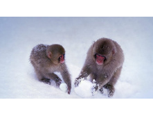 SnowMonkeys_ROW575382856.jpg