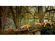 SleepingLions_ROW1245041660.jpg