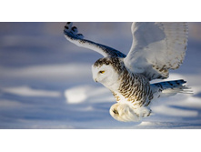 SnowyOwl_ROW1708161831.jpg