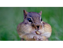 Chipmonk_ROW115272787.jpg