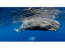SpermWhale_ROW3039749287.jpg