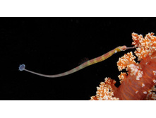 Pipefish_ROW580919433.jpg