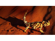 ThornyDevil_ROW2421315651.jpg