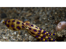 BlueRingOctopus_ROW537101951.jpg