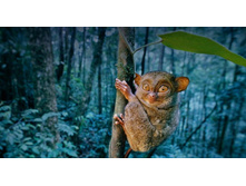 Tarsier_ROW1116718037.jpg