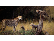 CheetahFamily_ROW545569307.jpg