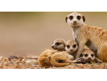Meerkat_ROW843377978.jpg