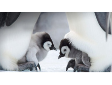 BabyPenguin_ROW881578549.jpg