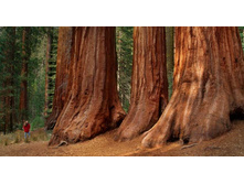 ���������� �������