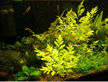 ����� ����, 200�