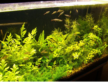 ������ ����, 200�