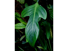 2977946.philodendron_paduriforme1_1.gif