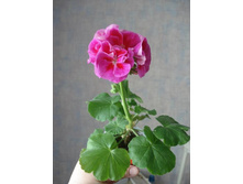 ������� Flower Fairy Violet.JPG