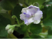 ����� �������