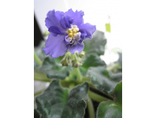 �� ������� �����