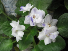 ����� �������