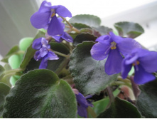 ����� ������