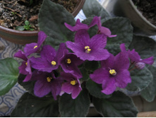 ����� �����