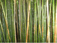 ������ �������� �� �����