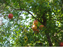 �������...., ����� ������