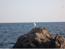 ������....