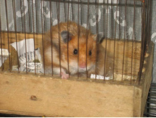 ������ (�����)