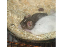 ������ �����