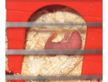 ������� ��