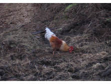 ������� ڣ������ ����