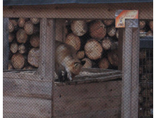 ��� �����