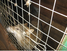 ����� (�� ��������)