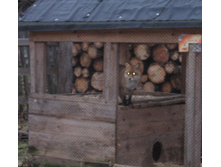 ��ӣ��� �����