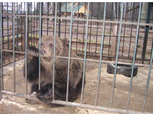 ��������� ����