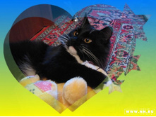 ������� ���