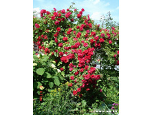 ���� ������ 073