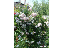 ���� ������ 075