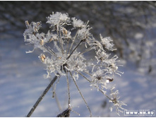 ...� ��� ��� ��� �����)