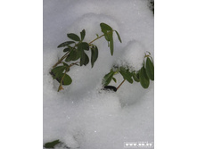 ��� ��� ������ ���������